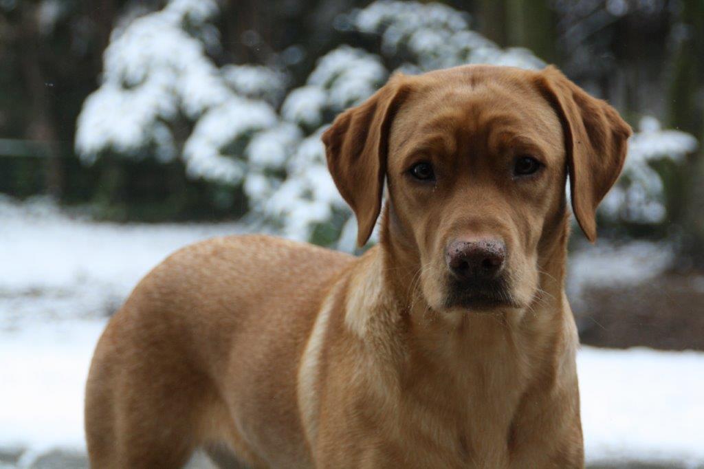 Die Zucht Von Labrador Welpen Ein Uberblick